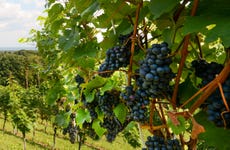 Tour pelos vinhedos de Wieliczka